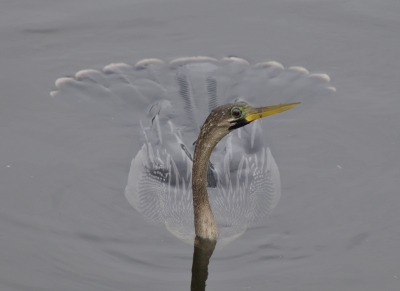 Naadat ik nu wet hoe die vogel heet, bedankt voor de hulp, en oop anraaden van de moderatoren zet ik deze foto vrij voor bewerking.