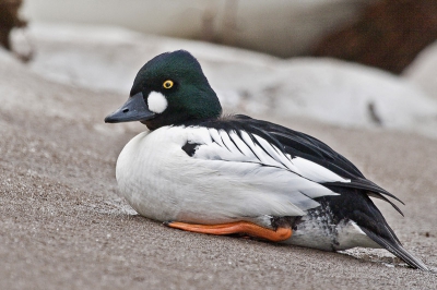 Lying on the coast ice and crawling meter after meter finaly get this male goldeneye.