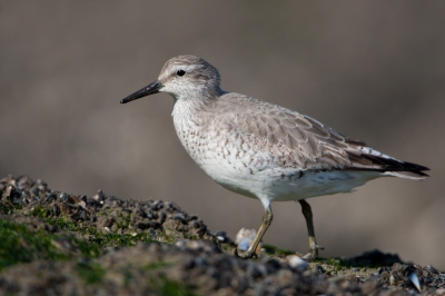 Geduldig wachtend naast de pier tussen de rotsblokken terwijl de zee opkwam zag ik deze kanoet aanlopen!