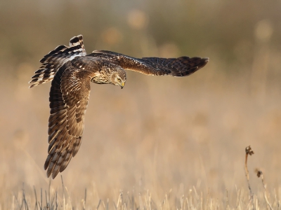 Machtig mooi om te zien hoe deze luchtacrobaten zwenkend en zwierend de muizen de stuipen op het lijf jagen. Op deze foto lijkt ze iets in het vizier te hebben.

Kijk ook eens op mijn website: www.birdbeauty.nl