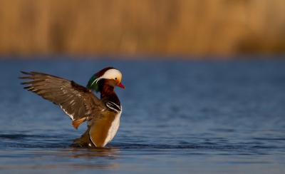 Ik was op zoek naar een blauwborst, maar in plaats daarvan kwam ik deze mandarijneend tegen die even de vleugels moest strekken