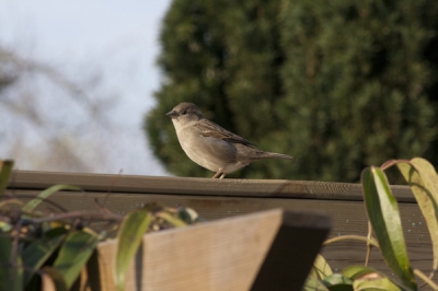 Het mooie lenteweer bood me de kans om deze foto te maken in de achtertuin. ik heb deze foto geplaatst omdat het mooie weer er vanaf straalt