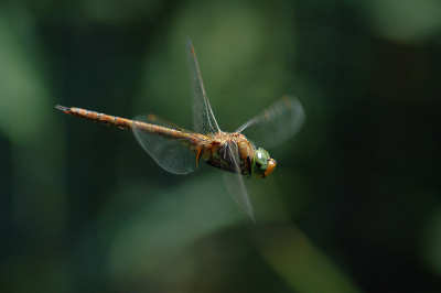 Dit was de eerste keer dat ik een vliegende libel op de foto heb proberen te krijgen. Verschillende foto's gemaakt en dit was de beste.  Is het wat?

Nikon D70 met 70-300mm F4/5,6. @ 300mm en F/5,6. Belichtingstijd 1/800 sec.

Orginele uitsnede.