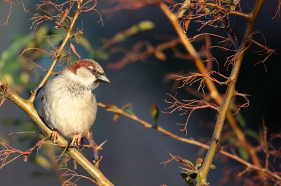 in onze tuin zijn regelmatig veel mussen en koolmezen aan het ravotten, even de camea gepakt en in het zachte licht van de avondzon een paar mooie foto,s gemaakt