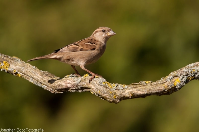 Wij hebben een hele grote achtertuin en met wel 40 tot 60 mussen in de bomen en daarom heb ik besloten een project in de achtertuin te maken over de mussen en mijn doel is om een mannetje en een vrouwtje naast elkaar te krijgen.