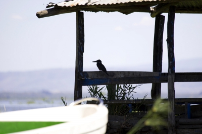 Dit was de eerste foto die ik die dag maakte. We kwamen aan en deze vloog met een 20cm vis in zn bek voorbij. Toen ik mn camera klaar had staan had de vogel de vis op. Heb dan wel deze en enige foto kunnen maken voordat weg vloog. Vond het wel een mooi affiche dat bijna niets verhuld maar waarvan je weet dat je daar wilt zijn.