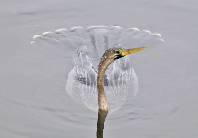 Dacht eerst dat het en slang was tot dat ik het licham onder water ontdekt heb. Dank zij de hulp van BP weet ik nu dat het en Slangenhalsvogel is... Deze Anhinga is een wijfe herkenbaar an de lichte halskleur.