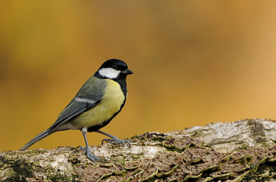 Genomen in de tuin in november.  Achtergrond zijn bladeren van amerikaanse eik