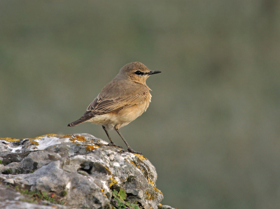 Today we assisted the massive arrival of passerines, including the first Isabelline Wheatear in the area.