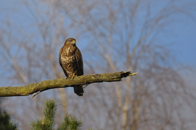 Deze buizerd zaf ik deze week eerder tijdens de paring, ik had toen helaas de camera niet bij me. Gistermiddag mijn nieuwe schuiltentje opgezet en gewacht of ze nog eens in de buurt kwamen.