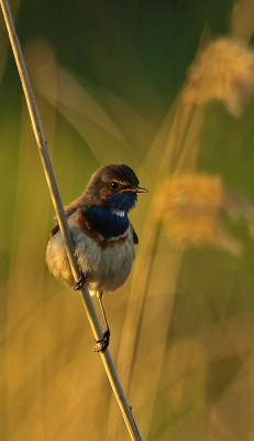 Van de week nog even s'avonds met een zonsondergang naar de blauwborst geweest.
Na een kwartiertje genieten van de omgeving kwam ie heel voorzichtig omhoog klimmen in een rietstengel.
Een paar foto's kunnen maken waarvan ik deze zelf qua belichting het mooiste vind.