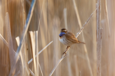 Plotseling zat deze blauwborst (mijn eerste) vanmorgen vroeg op een meter of wat van mij vandaan in het riet. Hij was door het riet niet goed te zien, laat staan te fotograferen. Toch geschoten en tot mijn verbazing geeft juist al dat riet een zachte tint aan het geheel. Dank aan Peter Wijn voor de stimulans deze foto in te sturen.