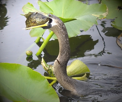 Dit is dezelfde Anhinga-wifje, dit keer met vis, die ze tussen de waterlelies gefangen heeft. Geluuk gehad dat met de knip omdat ze de vis soooo snell te pakken en geslikt had.