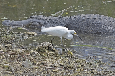 Altijd met een oog op de aligator, stappt dit moedig kereltje ,op zoek naar voer, tussen de aligatoren. Met zijn poot woeselt hij op de grond van het rivier naar voedsel.