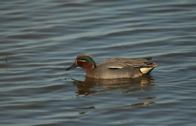 Vanuit de kijkhut waren veel vogels te zien oa deze wintertaling. Dit is mijn 1ste foto voor op birdpix.
