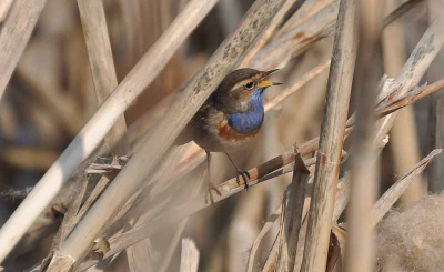 De blauwborst is in deze periode weer volop te bewonderen met hun geroep. Na urenlang geduldig afwachten , heb ik deze blauwborst tussen het riet op een voor mij wel heel bijzondere manier kunnen vastleggen.