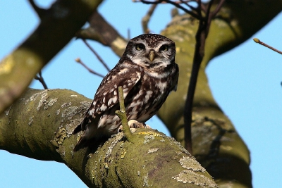 was op bezoek bij onze vrienden toen de steenuil uit de nestkast kwam die in de boomgaard geolaatst is, hij ging in een boom bij de buren zitten waarop ik hun erf ben opgelopen met mijn camera en een paar foto,s gemaakt heb, (met toestemming natuurlijk)