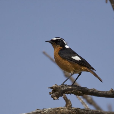 Had deze vogel nog nooit gezien,mooi vogeltje. de omstandig heden waren goed zonnig weer.