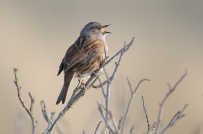 Wat zingt er in de duinen in het struikgewas? Het is deze Heggenmus, hij heette me zingend welkom!