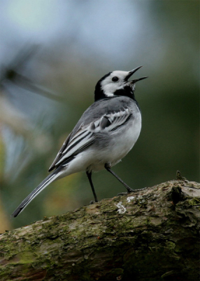 Je gaat voor 'the big game' maar ziet ondertussen zoveel mooie inheemse zangvogeltjes.

Canon 20D; EF 100-400 IS L