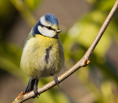 Een Pimpelmeesje met geel rond de snavel, heb ik nog niet gezien. Het is ook een piepkleintje moet ik zeggen. Misschien een nog net niet volwassen pimpje of een vrouwtje?. Het is in ieder geval een leukje.