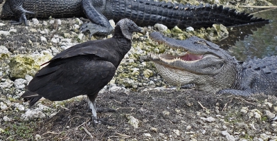 Deze zwarte gier kon het niet laten ...
Stap voor stap dichter bij de aligator.