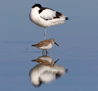 Vorig jaar tijdens de voorbereiding van de vogelfotografie workshops gemaakt. Ook dit jaar zijn er verschillende eendaagse workshops op Texel. Zie: http://www.birdpix.nl/fotoreis.php