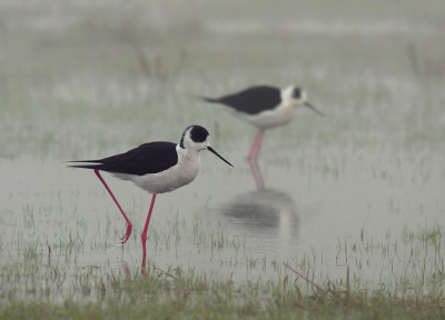 Today, in spite of the fog we reported a good array of waders in the lake including Marsh and Wood Sandpipers, Greenshank, Redshank, Spotted Redshank, Black-tailed Godwit, Dunlin, Snipe and several Black-winged Stilts...