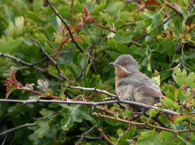 Ik ben terug van weggeweest. Verwacht niet teveel foto's van mij, ik heb het erg rustig aangedaan. Deze Baardgrasmus heb ik echter niet aan mijn neus voorbij laten gaan. Lastig beest om terug te vinden, als je de exacte plek niet wist.