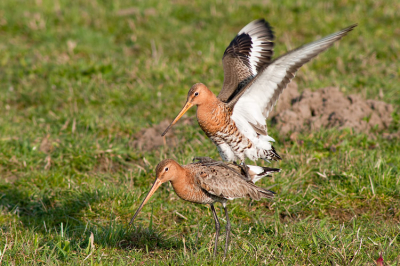 De lente is inderdaad begonnen... Vandaag na het werk even de polder in geweest en vrijwel direct dit schouwspel mogen bewonderen