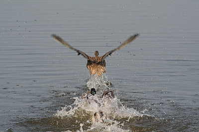 Een paar woerden zitten achter een vrouwtjes eend aan die nu snel de vleugels neemt. Het effect met het water is wel leuk