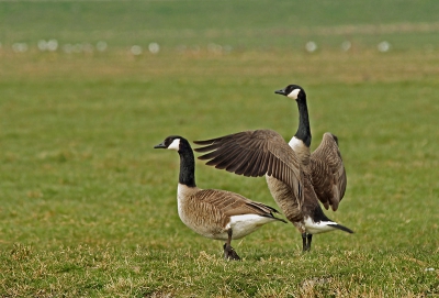 Een koppeltje canadeze ganzen in de polder.Toen ze me zagen waren ze heel snel weg.
Nog even de vleugels wapperen en de lucht in.