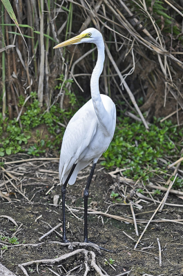 Majestic staat hij aan het water...
Wat een avontur in de everglades te fotografeeren.