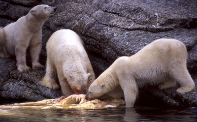 Speciaal voor Hillebrand ook de beren die rond de Ivoormeeuwen zaten.

Er zaten dus 17 beren rond deze aangespoelde walvis (van onbekende origine overigens). Er was een duidelijke rangorde, de grote mannetjes mochten eerst, daarna de overigen. Er liep ook een erg mager vrouwtje rond, eentje die het waarschijnlijk niet overleefd heeft, ondanks de overvloed aan voedsel. Er was dus een duidelijke wachtrij.

Foto genomen op ongeveer 10 meter (gok ik).
scan van dia.