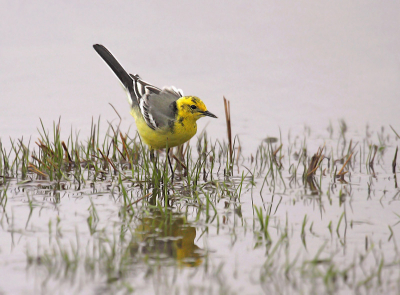 Photo of a young male Citrine Wagtail taken from the car in a rainy weather close to the bank of the lake. The favorite feeding place of this elusive bird during migration is the coastal zone of freshwater ponds, lakes and rivers.