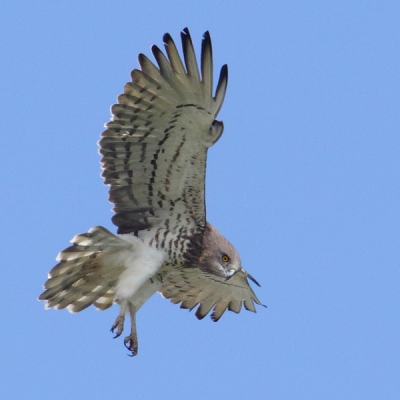 Het voorjaar is uitbundig losgebarsten in de Emporda en deze slangenarend was op jacht boven de graslanden. Ik heb hem ongeveer een uur kunnen volgen waarbij hij steeds weer op dezelfde plaatsen terugkeerde en dan minutenlang "biddend" op een punt bleef hangen.
Mooi om de details van het verenpak te kunnen zien en de karakteristieke houding met de afhangende poten.