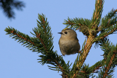 Sinds enkele dagen een groepje goudhaantjes aan het foerageren in de tuin. Eentje kunnen vastleggen alhoewel heel beweeglijk hoor.