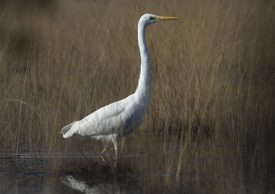 Een zonnige morgen echter vanuit een schuilplaats onder een aantal dennen. Reeds eerder ingezonden maar verscherpt en verkleind via site fotoaanpassen.nl nu aangepast met Photoshop. Ik neem aan dat hij nu scherp genoeg is. De foto onverkleind is in mijn beleving echt scherp. Door de nabewerking gaat m.i. deze gedeeltelijk verloren.
