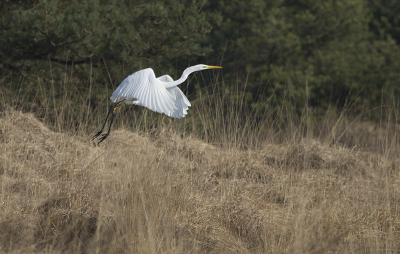 Met de zon in de rug vanachter een den.
Vindt de vogel prachtig uitkomen in zijn habitat.