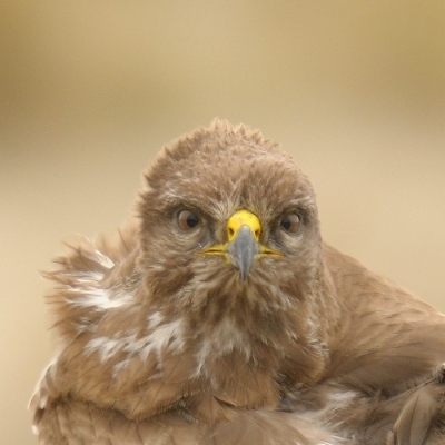 Zag de Buizerd me niet direct? Zou kunnen, maar dan moet je toch wel behoorlijk scheel zijn.