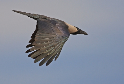 vele malen geprobeerd eindelijk gelukt. als je je lens opgooid laten ze zich zo uit de lucht vallen. deze was te laat.