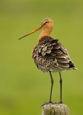 Een beetje gerriteerd, doordat ik bij de andere foto vergeten ben om het om te zetten in Srgb, wil ik ook deze nog laten zien! Nu wel de goede kleuren. Hier was hij zich na het poetsen even lekker aan het uitschudden! Wat een intrigerende vogels zijn en blijven het voor mij!