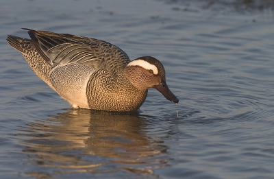 Gemaakt met canon 10d en 500 mm lens.