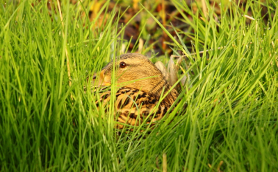 Als het om veel voorkomende soorten gaat, probeer ik deze altijd op een bijzondere manier op de plaat te krijgen. Dit vrouwtje lag heerlijk in het ochtendzonnetje in het hoge gras.