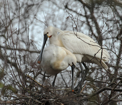 Samen met een NFO clubgenoot wezen kijken bij de lepelaars die al jaren op deze plek hoog in de bomen broeden.
Een geweldig gezicht om te zien hoe lekker onhandig die grote vogels zich tussen de takken door wurmen om takken aan te dragen voor het bouwen van hun nest.
Wat me opviel was dat ze erg lief voor elkaar waren,kunnen wij een voorbeeld aan nemen.