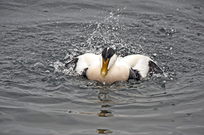 In een luw gedeelte van een haven verbleef een grote groep Eiders. Er werd al volop gebaltst en sommige namen een bad. Waarvan hier het resultaat.