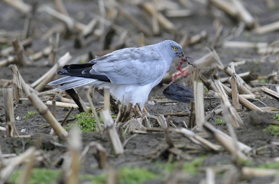 Dit is dus n van de vechtersbazen,M5,de man die je op de andere foto op z'n rug ziet.
Ik kon hem ondanks de slechte weersomstandigheden nog redelijk vast leggen terwijl hij een prooi zat te eten.