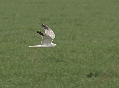 Last day of March produced an impressive migration of harriers (3 species) in Durankulak, including at least 4 males of Pallid Harrier.