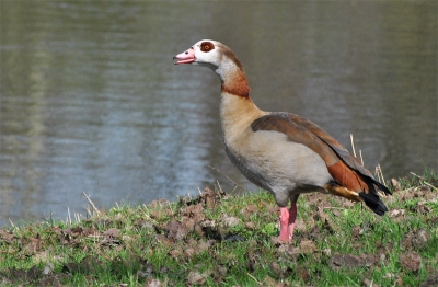 Mijn eerste ontmoeting met een Nijlgans. Had de soort nog nooit eerder gezien, althans sinds ik me met fotografie bezig houd. Het was de enige Nijlgans tussen andere soorten. Gemaakt met 55-200mm.