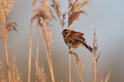 Deze rietgors dame schudde haar veren eens lekker in de opkomende zon.